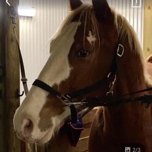 Meet your Posher, Janet